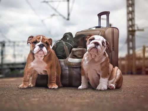 Pet Transportation Services